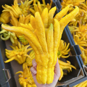 All Fruit at UMall Australia
