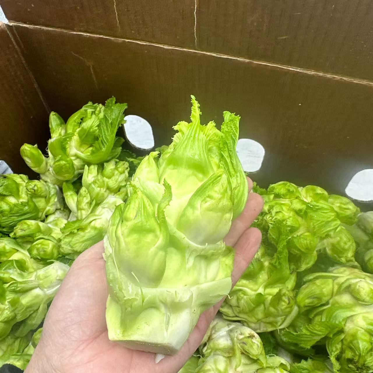 Baby-Lettuce-Shoots-(Er-Cai)-–-Approx.-500g-1