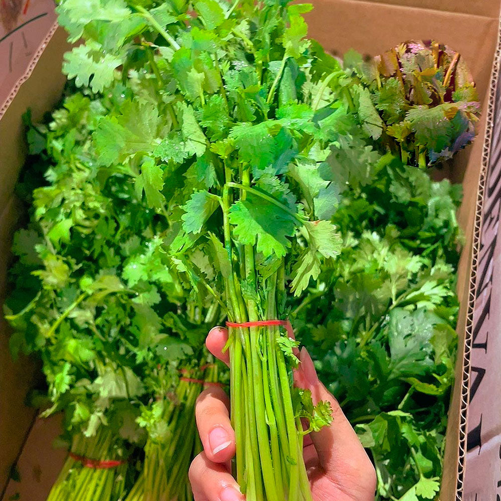 Bunch of Coriander