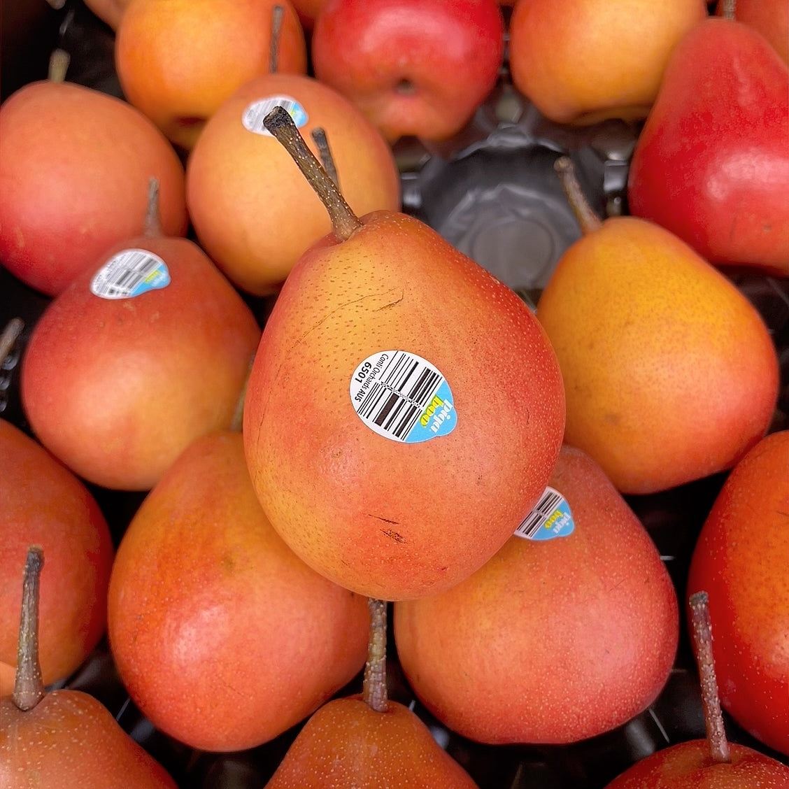 Australian-Piqa-Boo-Pears---2-Pieces -1