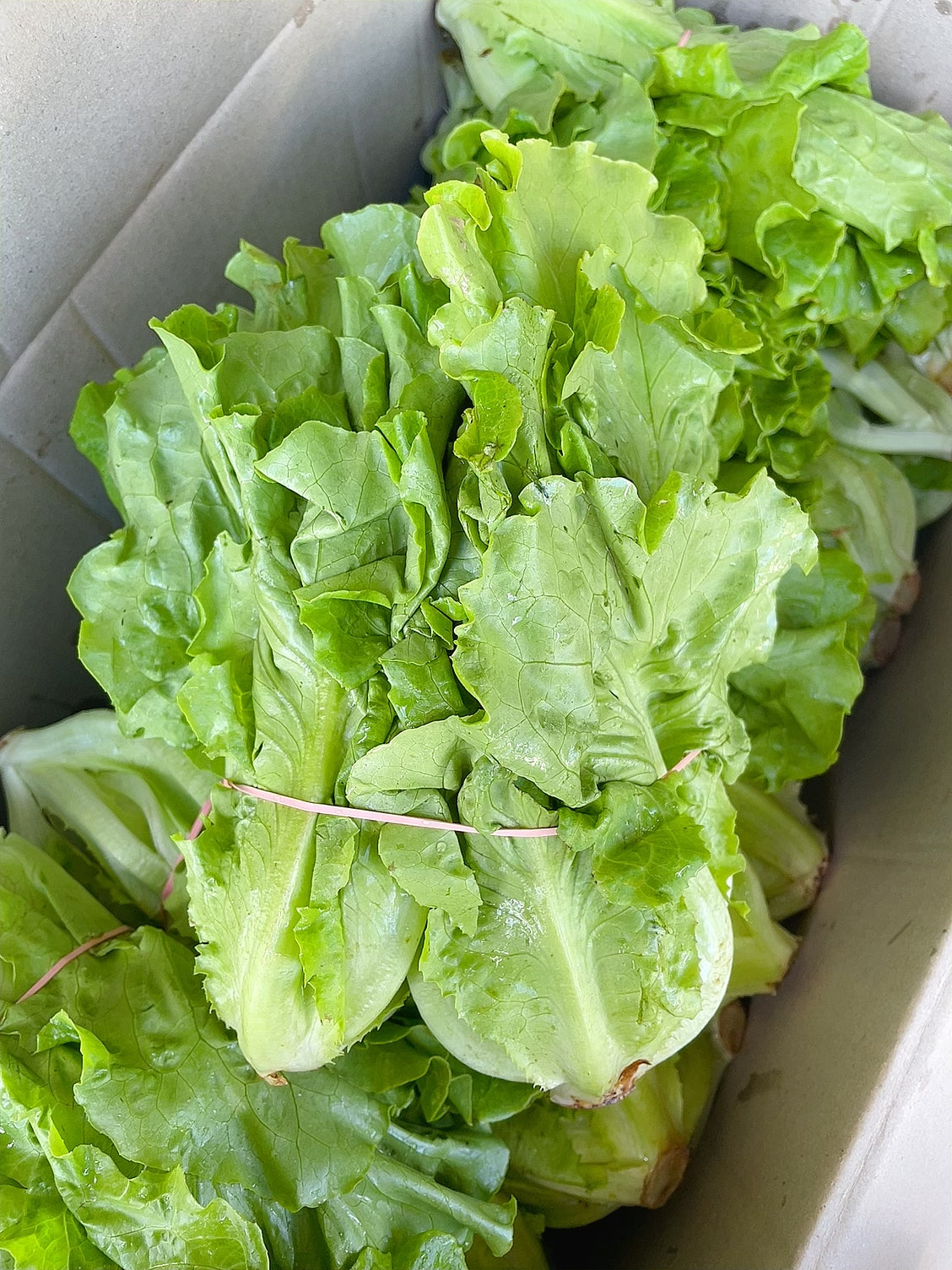 Fresh-Chinese-Lettuce---1-Bundle-1