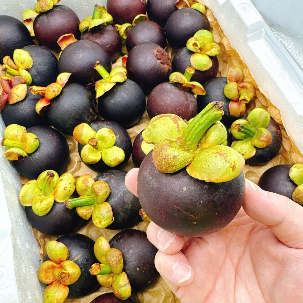 Fresh Thai Air-Freighted Mangosteen - 1kg