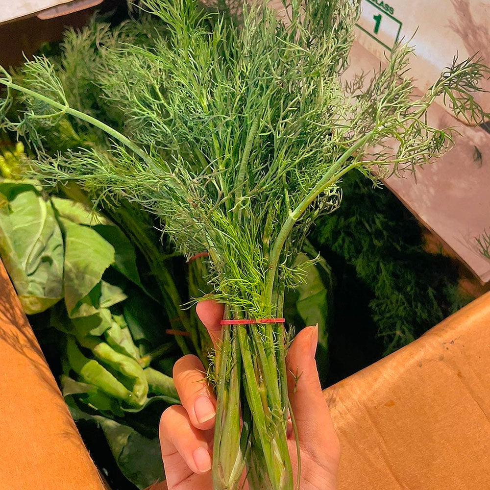 Fresh-Dill---1-Bundle-1