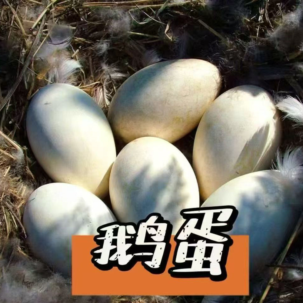 Jipo-Fresh-Goose-Eggs---2-Eggs-(1-Box)-1