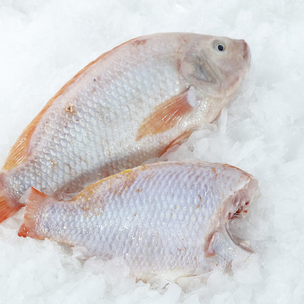 Frozen Red Tilapia (Headless, Gutted & Scaled) – Whole Cleaned Fish 800g