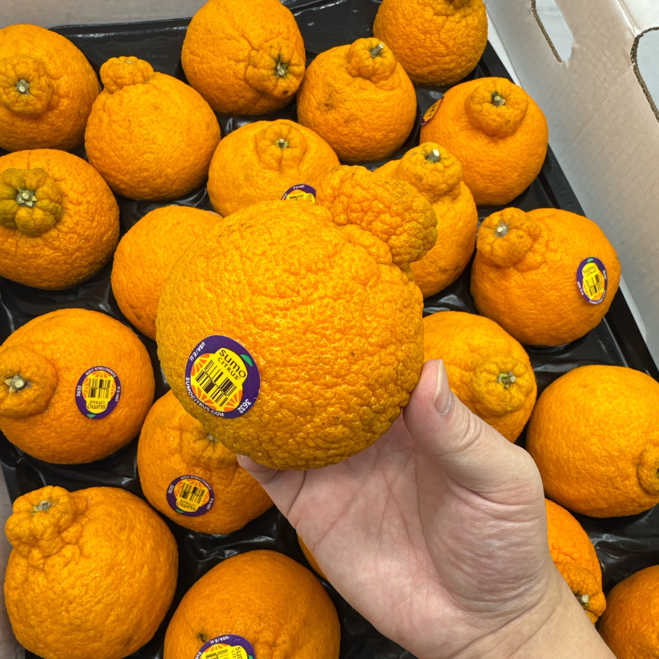 American-Sumo-Citrus---2-Pieces-1