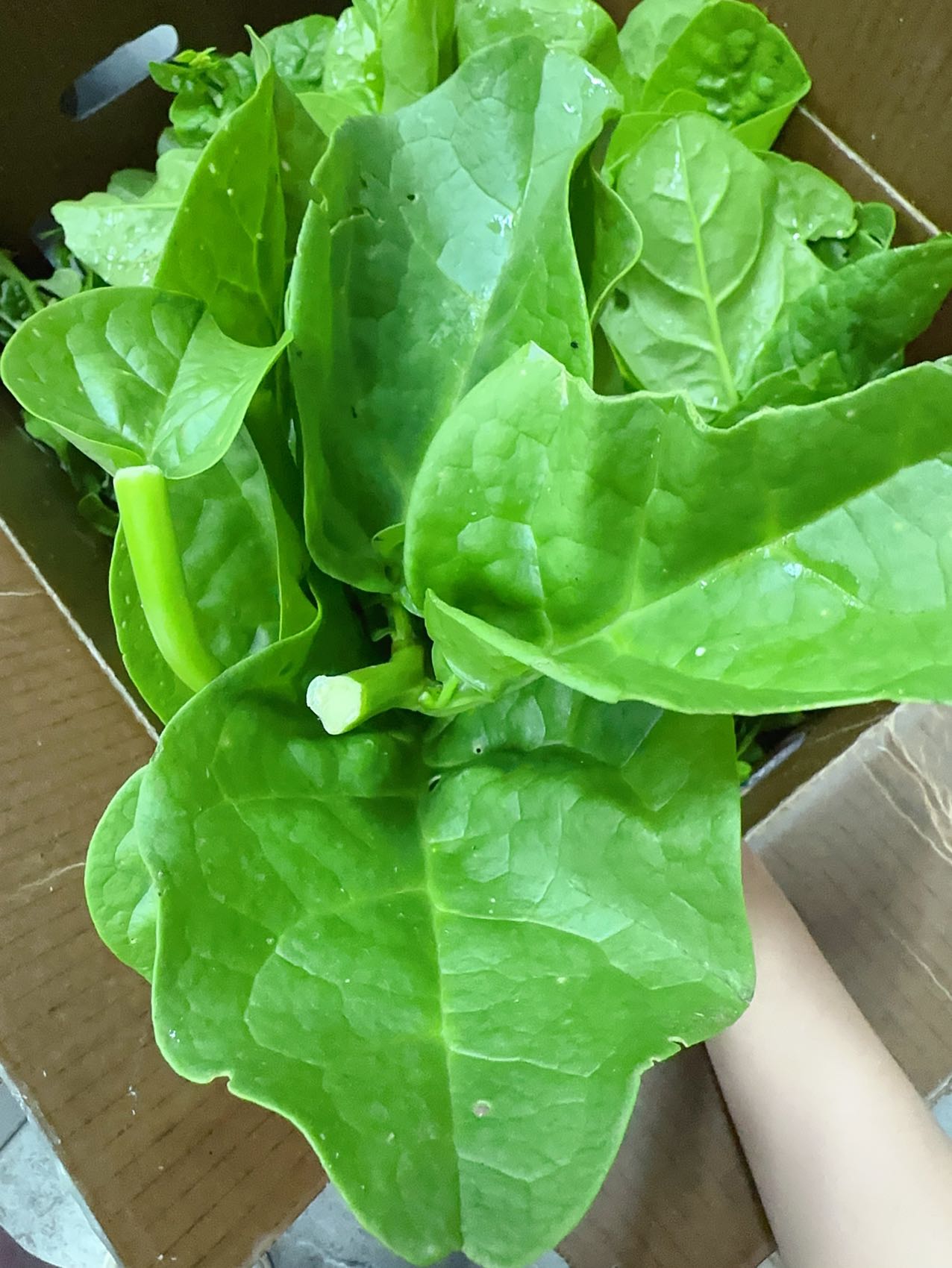 Fresh-Malabar-Spinach---1-Bundle -1