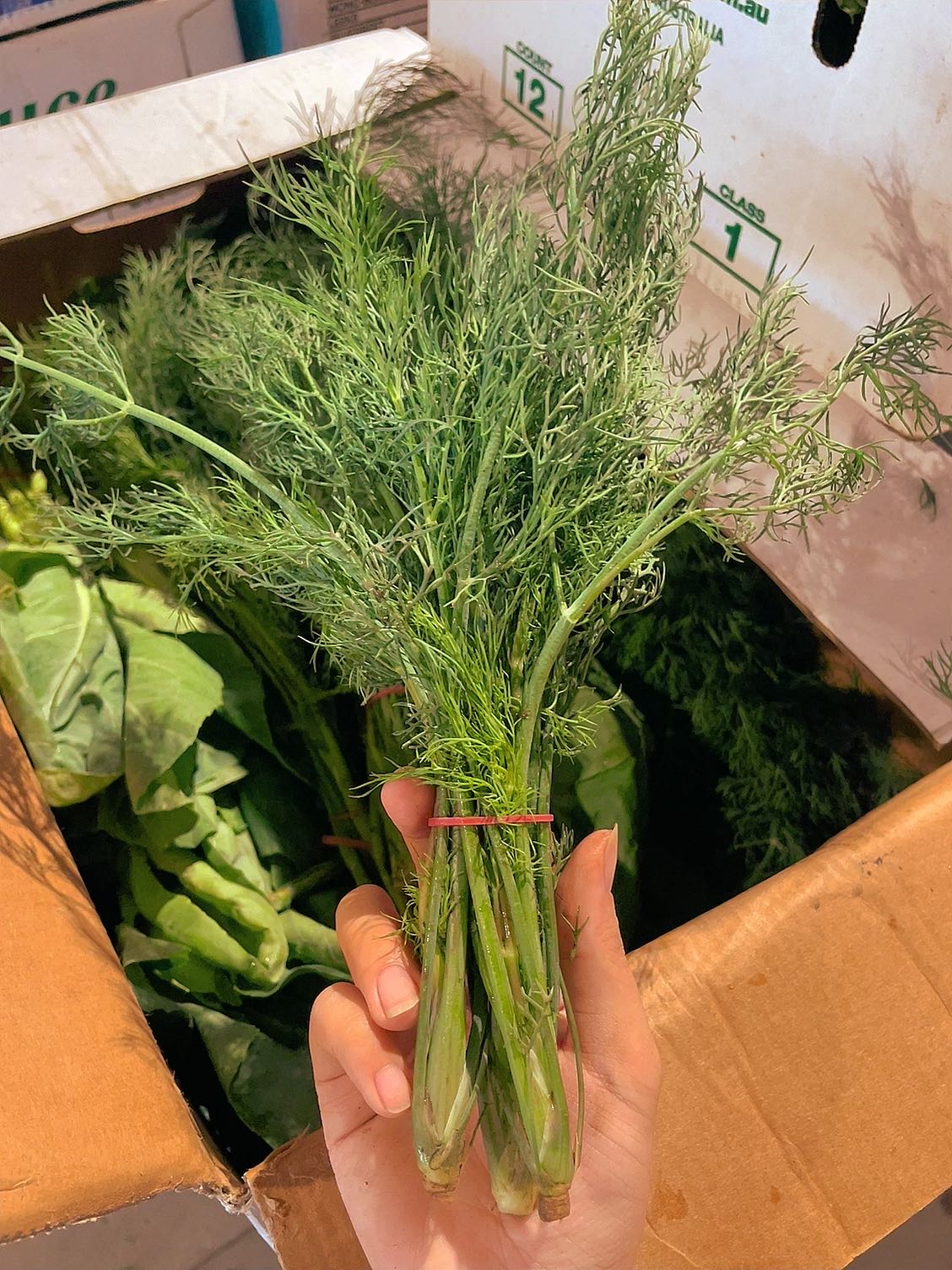 [Fresh]-Bundle-of-Fennel---1-Bundle-1