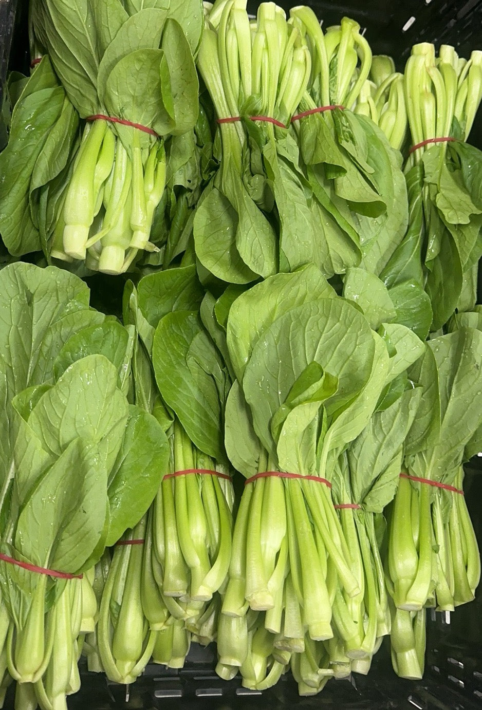 [Fresh]-Green-Stemmed-Vegetable-Hearts-Bundle-1