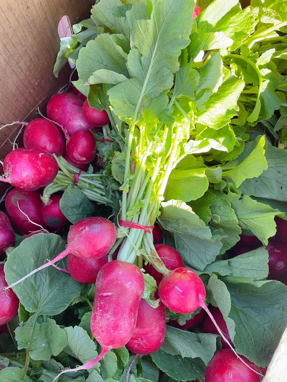 Fresh-Radishes---1-Bunch-1