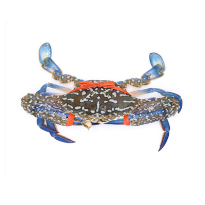 [Frozen]-Aosheng-Imported-Tunisian-Blue-Flower-Crab-Size-11-15-1kg-1