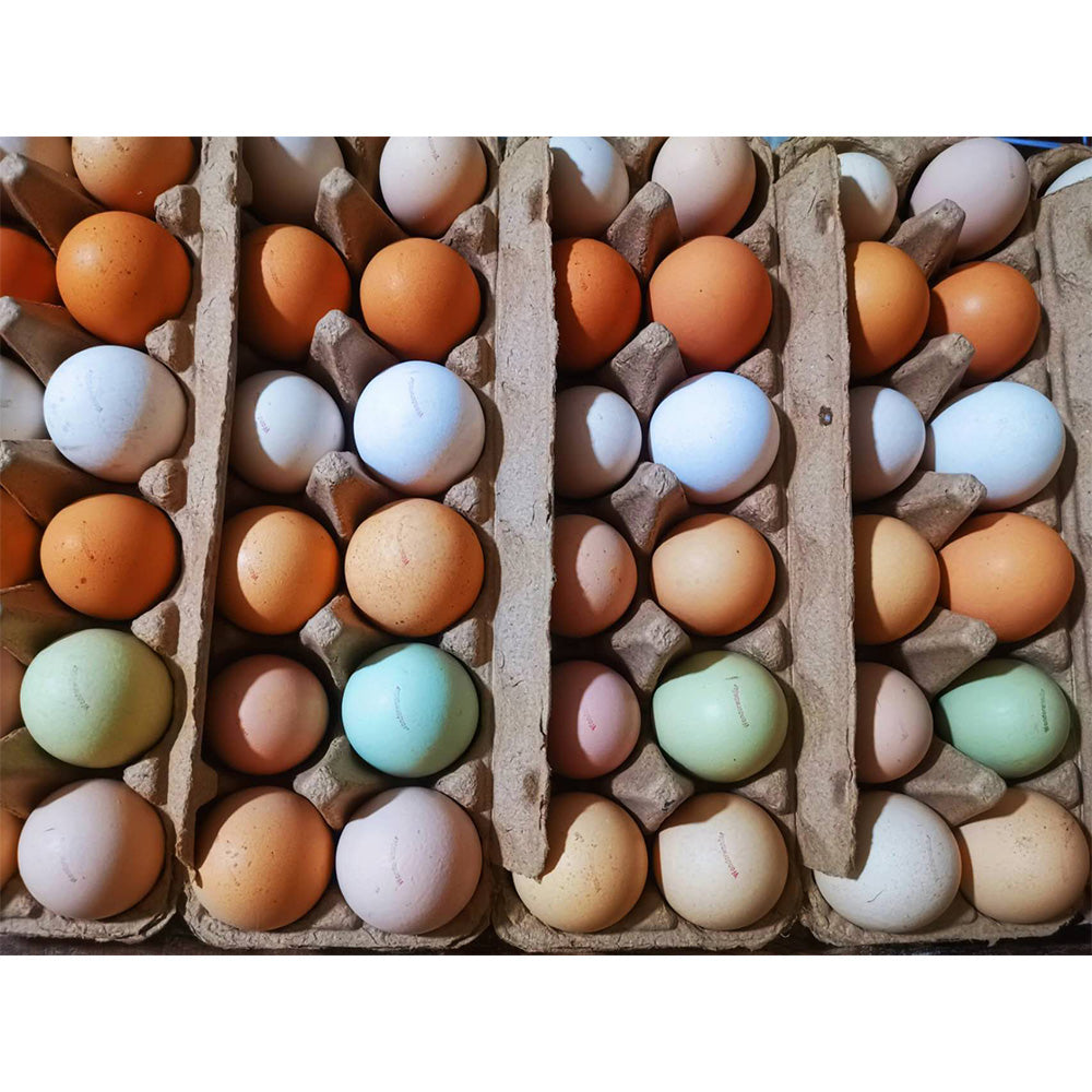 [Fresh]-Wonderwander-Forest-Raised-Rainbow-Eggs-12pcs-1