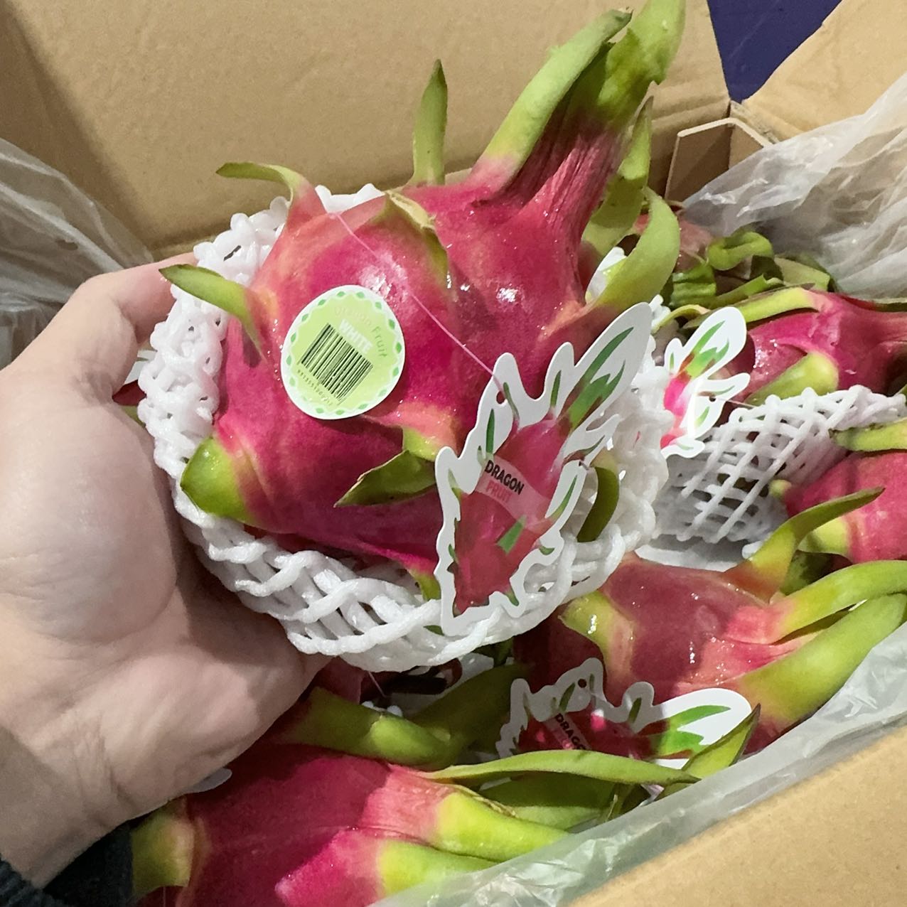 White Heart Dragon Fruit - 1 Piece