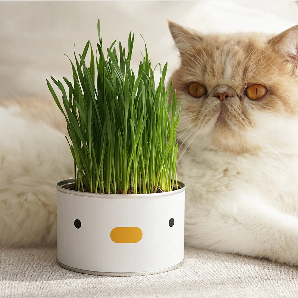 Purroom-Cat-Grass-Can-1