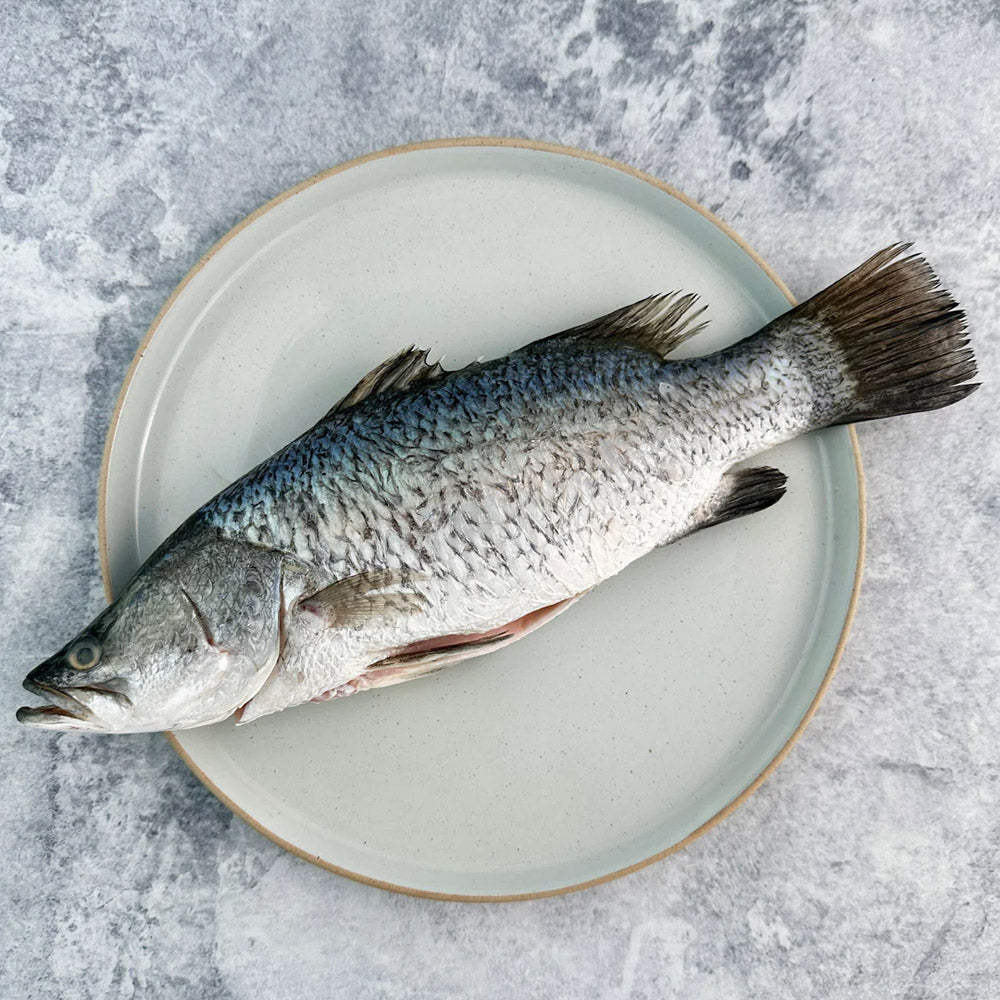 Frozen-Whole-Cleaned-Barramundi-(Descaled-&-Gutted)-Approx.-1kg+---Asian-Sea-Bass-2