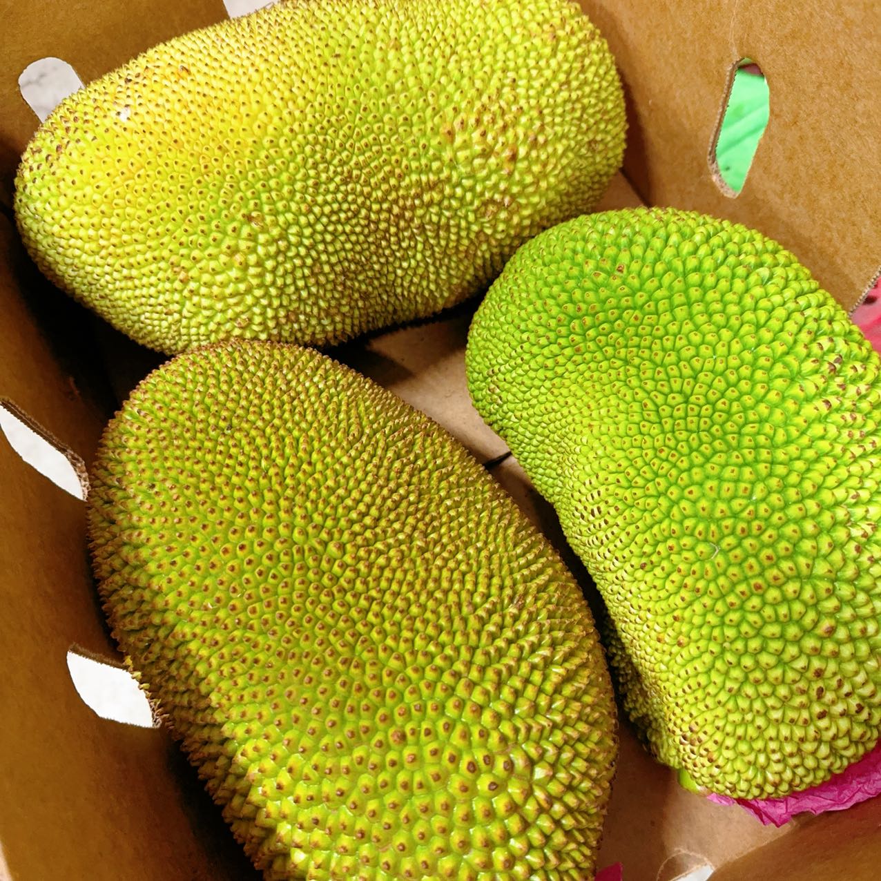 ¡¾Fresh¡¿Umall-Own-Brand-Jackfruit---1-Piece-Approximately-3Kg-1