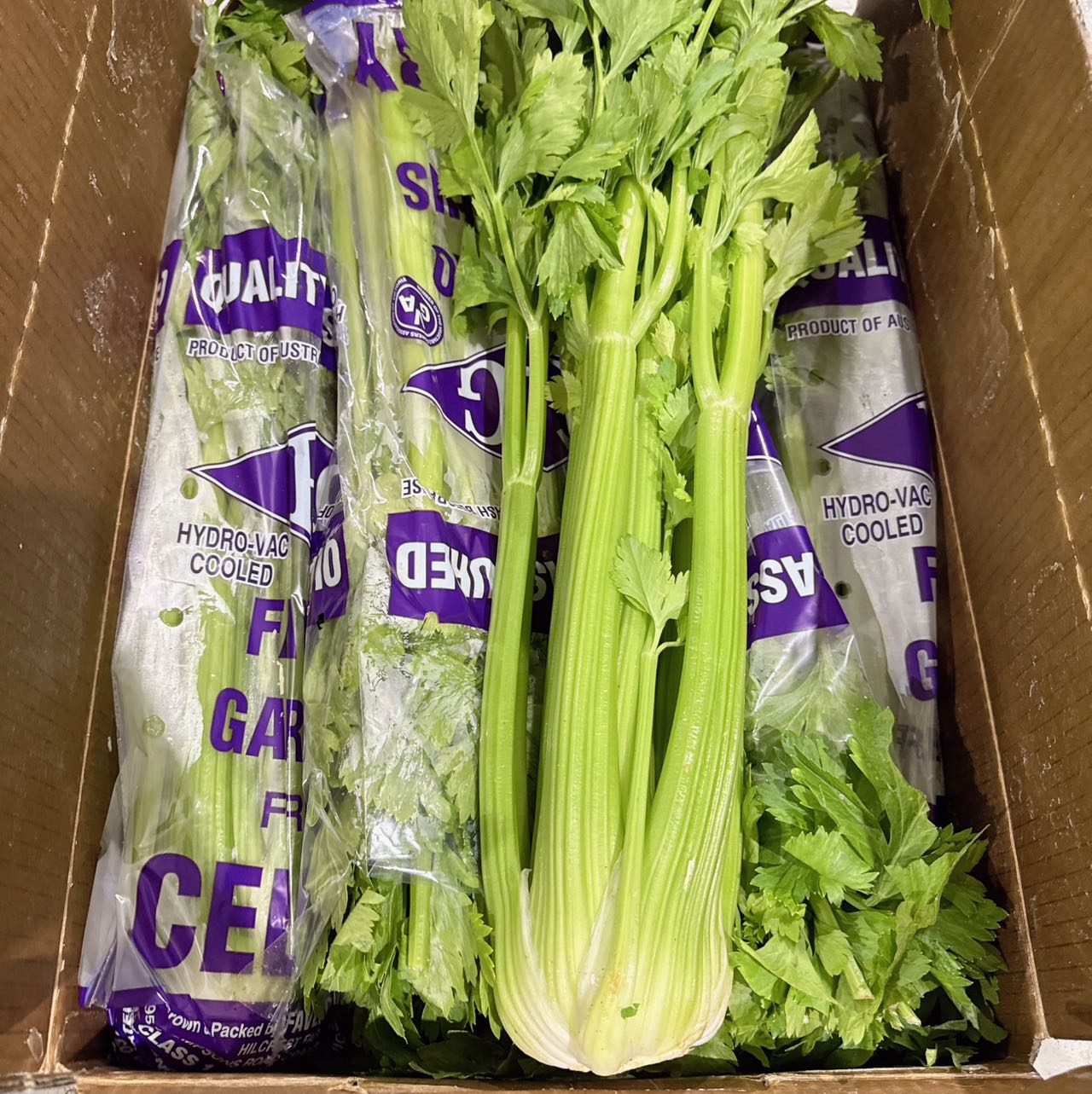 [Fresh]-Bundle-of-Celery-1