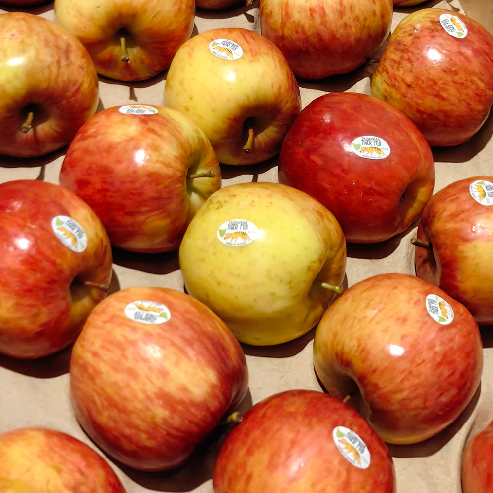 Tasmanian-Tiger-Fuji-Apples---1-1.1kg-1