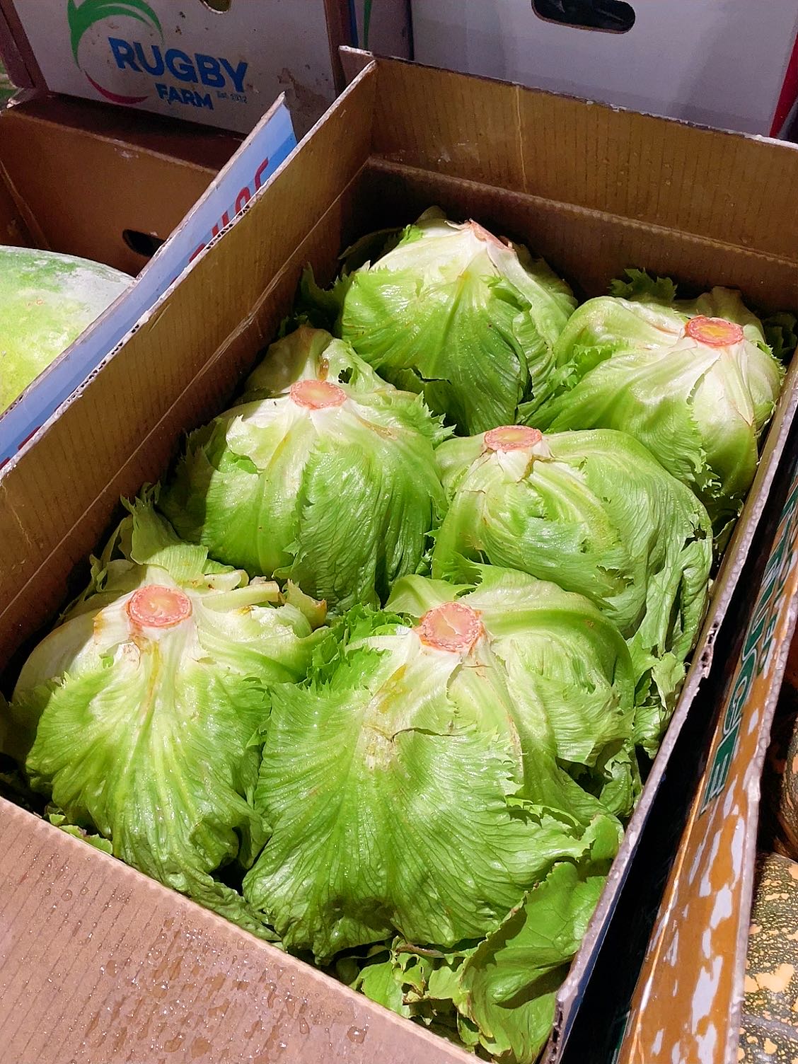 [Fresh]-Round-Lettuce---1-Head-1