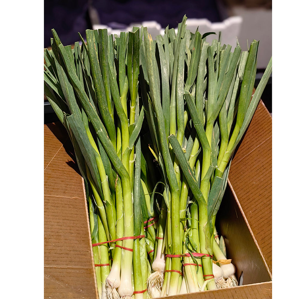 Fresh-Garlic-Leaves-(Green-Garlic)---1-Bundle-1