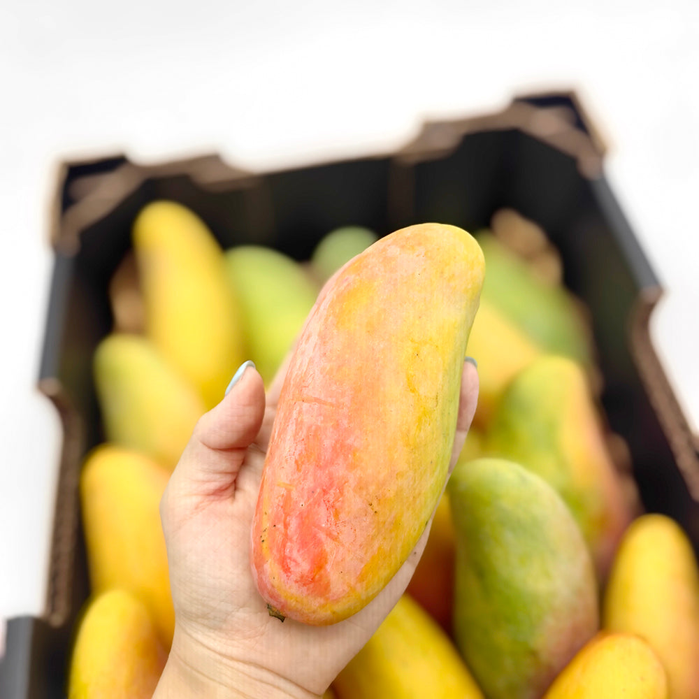 Maha-Mangoes---2-Pieces-1