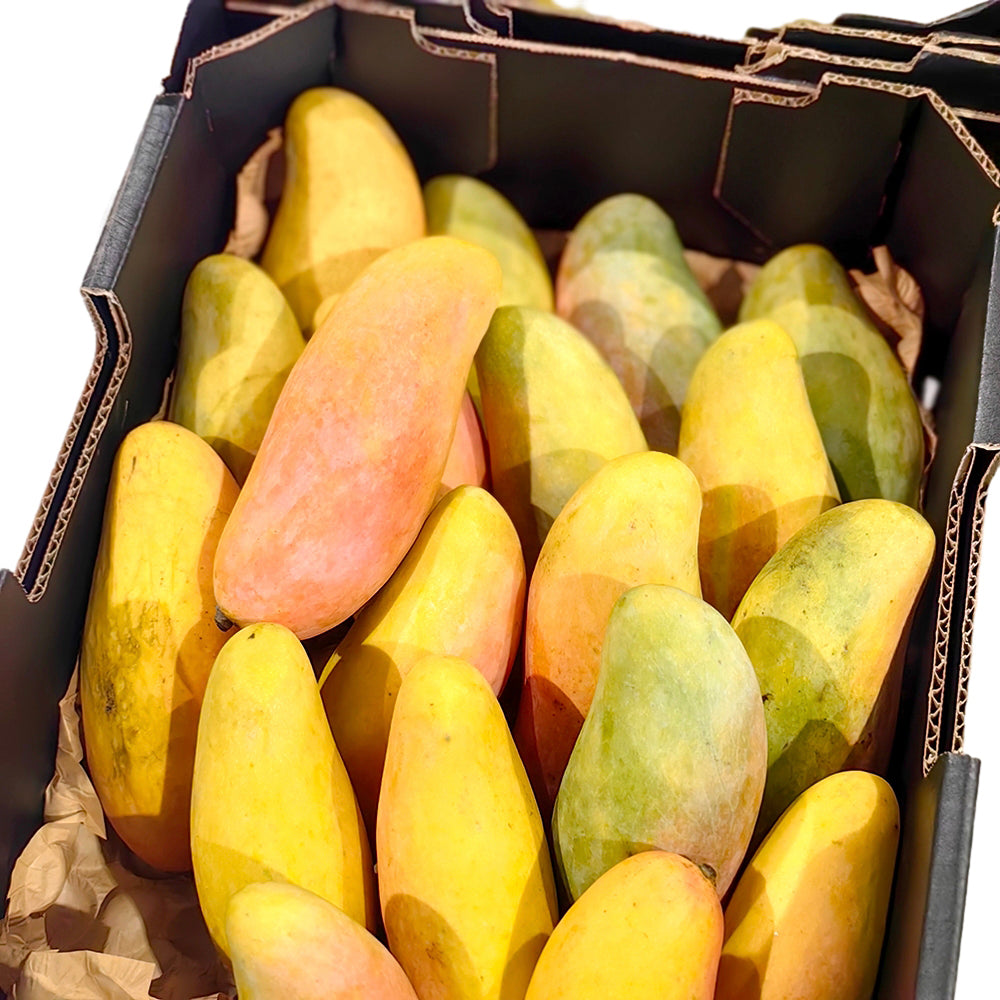 Maha-Mangoes---2-Pieces-1