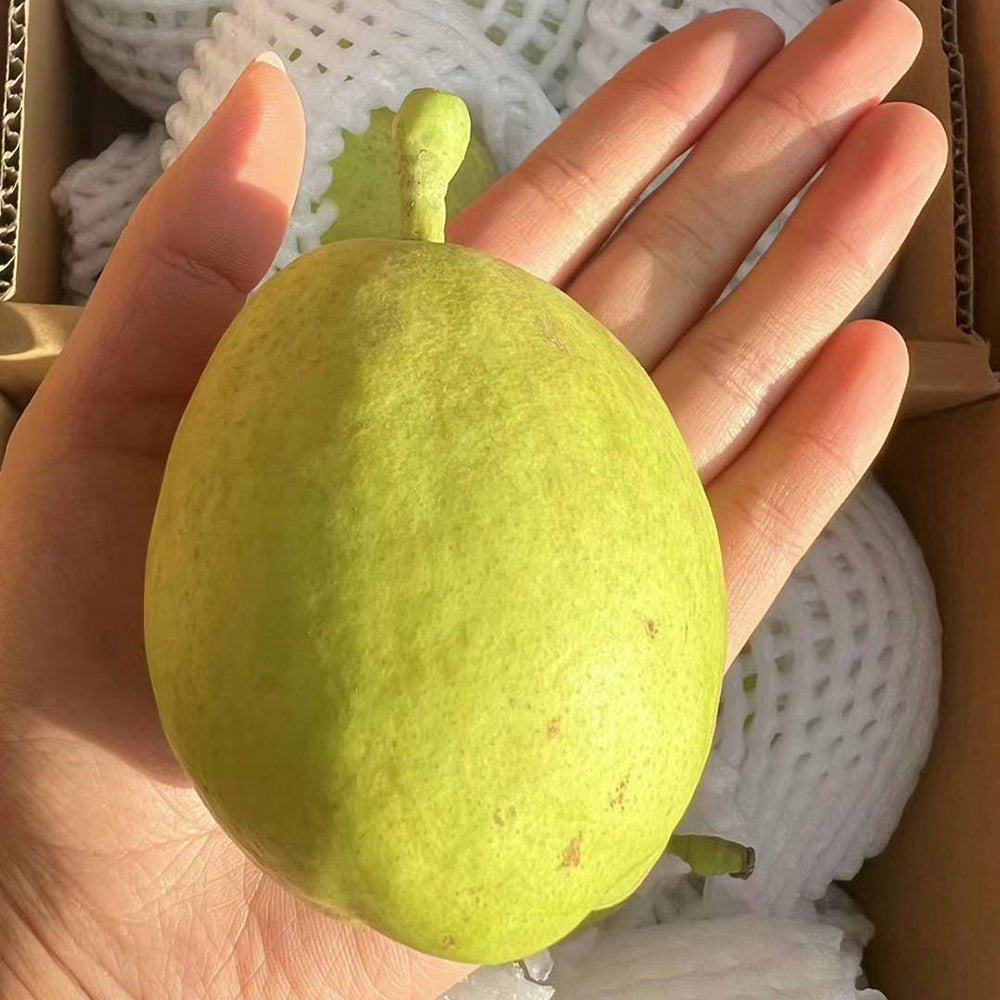 [Fresh]--Imported-Chinese-Xinjiang-Korla-Fragrant-Pears,-Approximately-1kg-1