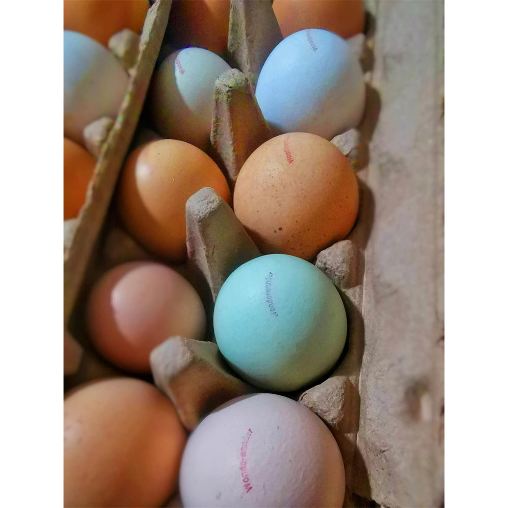 [Fresh]-Wonderwander-Forest-Raised-Rainbow-Eggs-12pcs-1