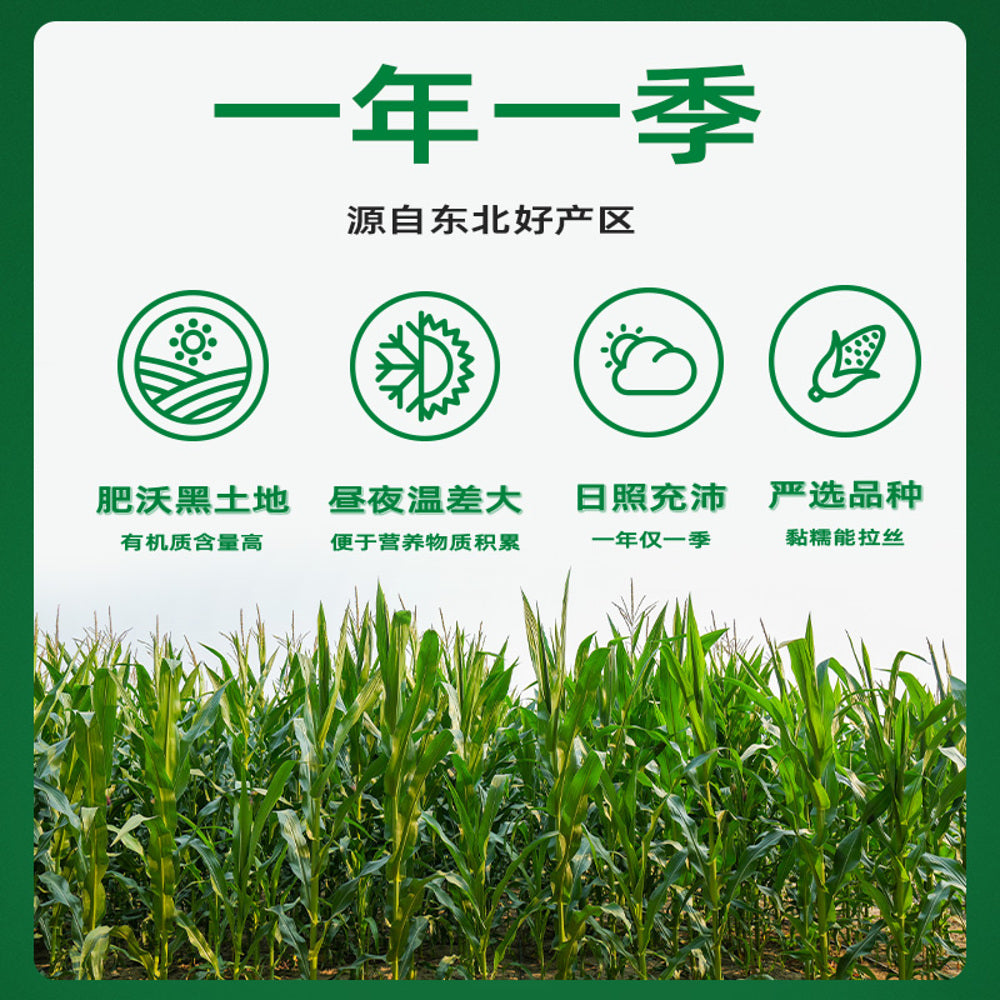 October-Rice-Field-Yellow-Waxy-Corn-1.76kg-(8-x-220g)---Ready-to-Eat-Vacuum-Sealed-Corn-on-the-Cob-4