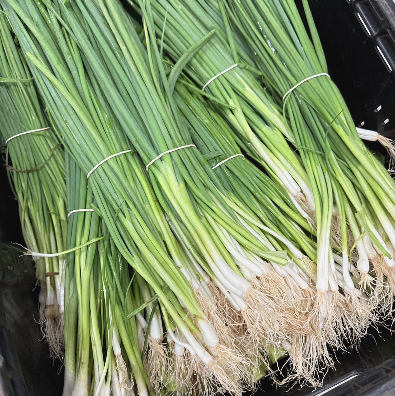 Fresh-Small-Green-Onions---1-Bundle -1