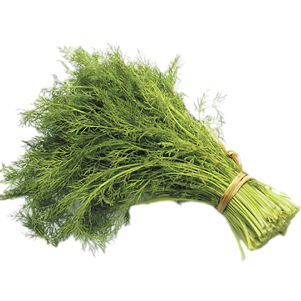 [Fresh]-Bundle-of-Fennel---1-Bundle-1