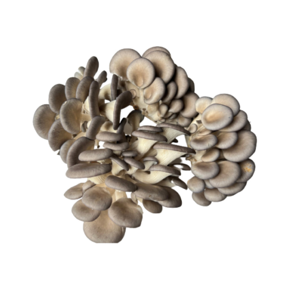 Chois Pearl Mushrooms - 400g