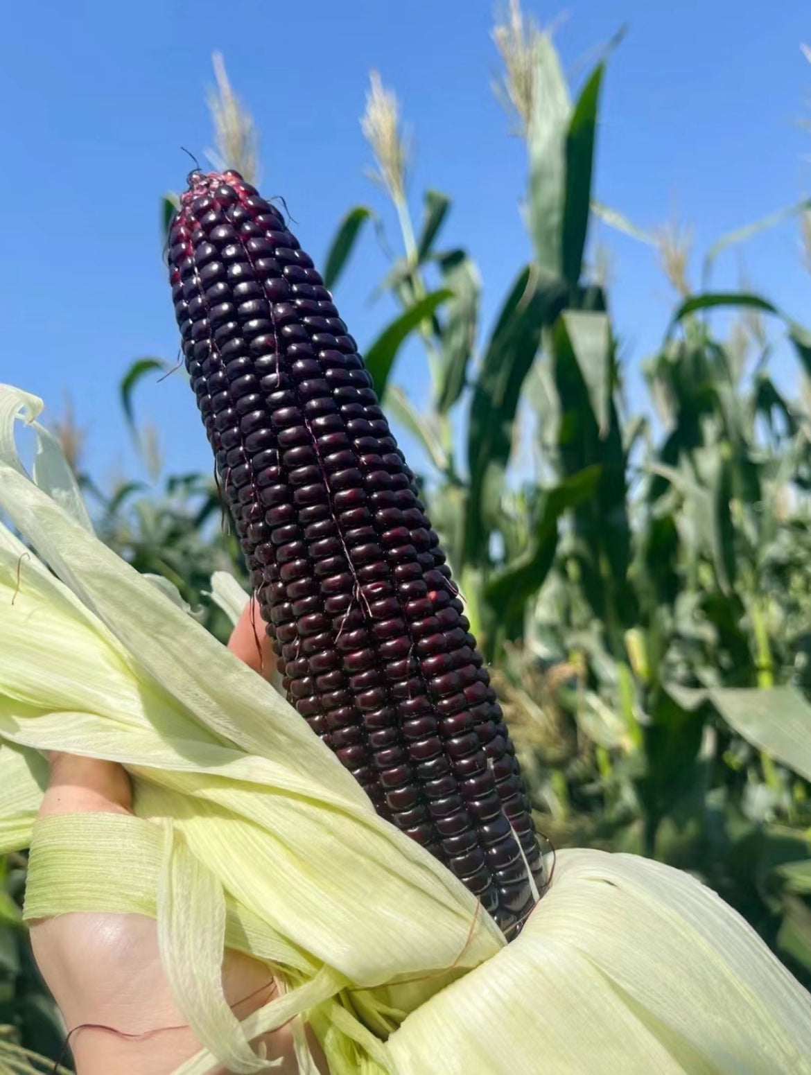 [Fresh]-Purple-Glutinous-Corn---Single-Cob-1