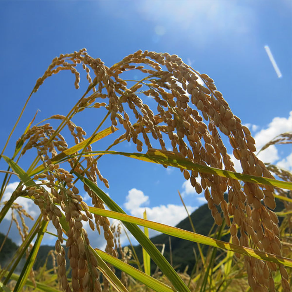 Shinmei-Specially-Cultivated-Rice-from-Miyagi-Prefecture---2kg-1