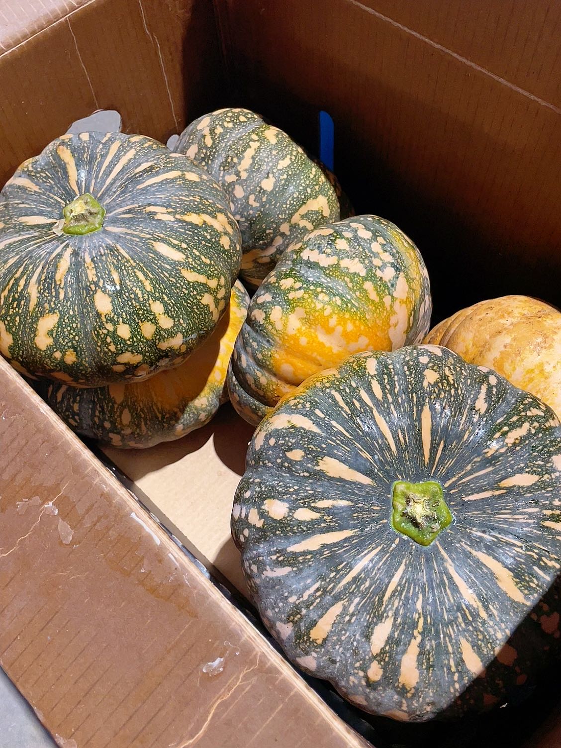 [Fresh]-Japanese-Pumpkin-Approximately-2-3kg-1