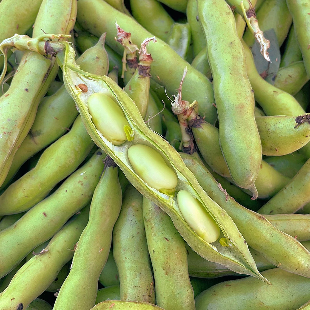 [Fresh]-Broad-Beans-Approximately-500g-1