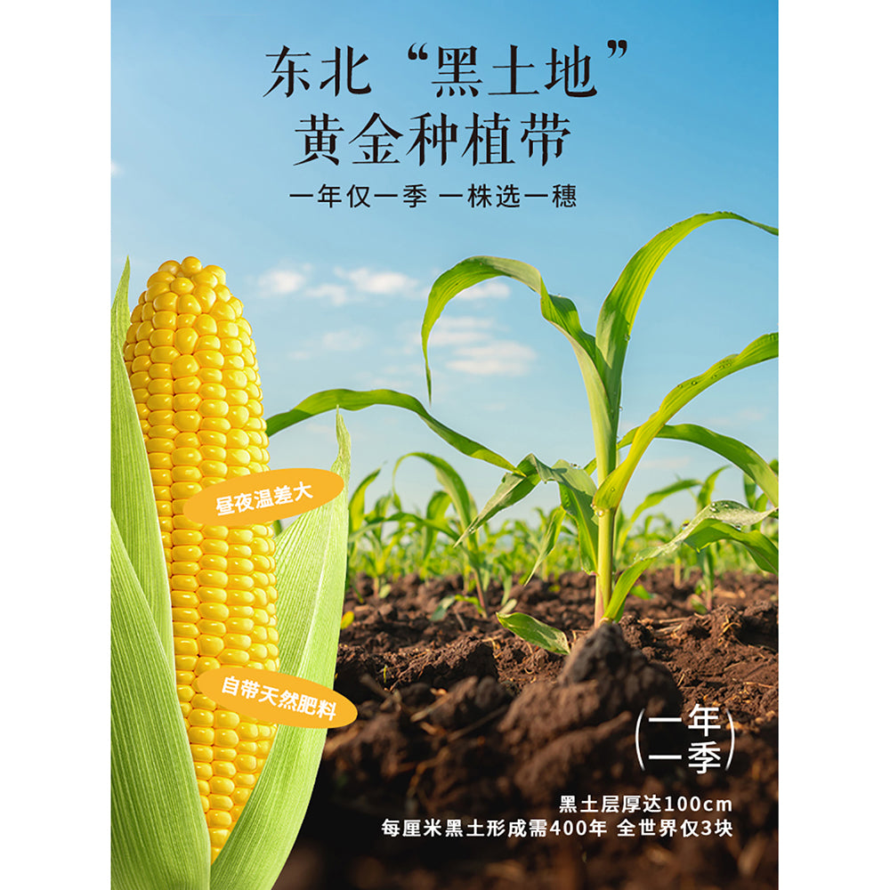 Huahotian-Glutinous-Corn---Yellow/White,-Random-Selection---200g-1