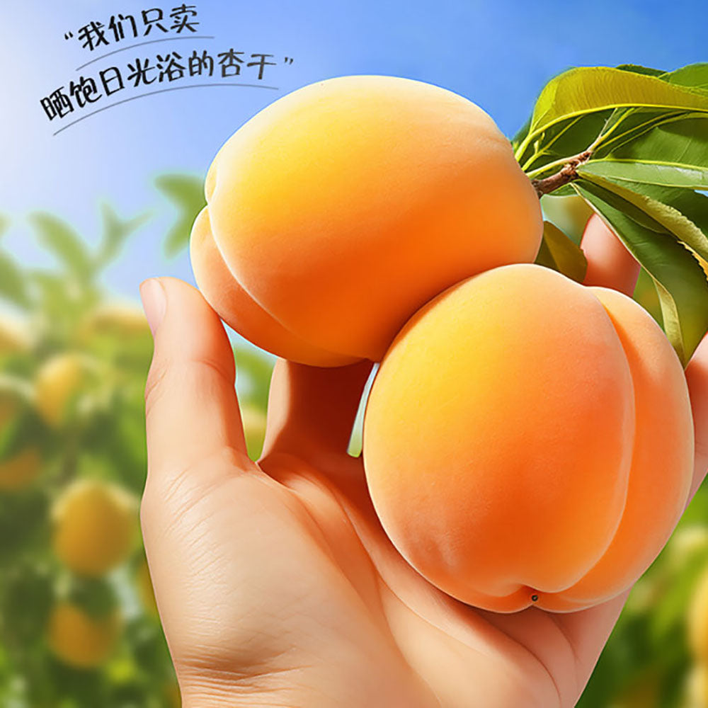 Bestore-Juicy-Golden-Apricots---55g-1