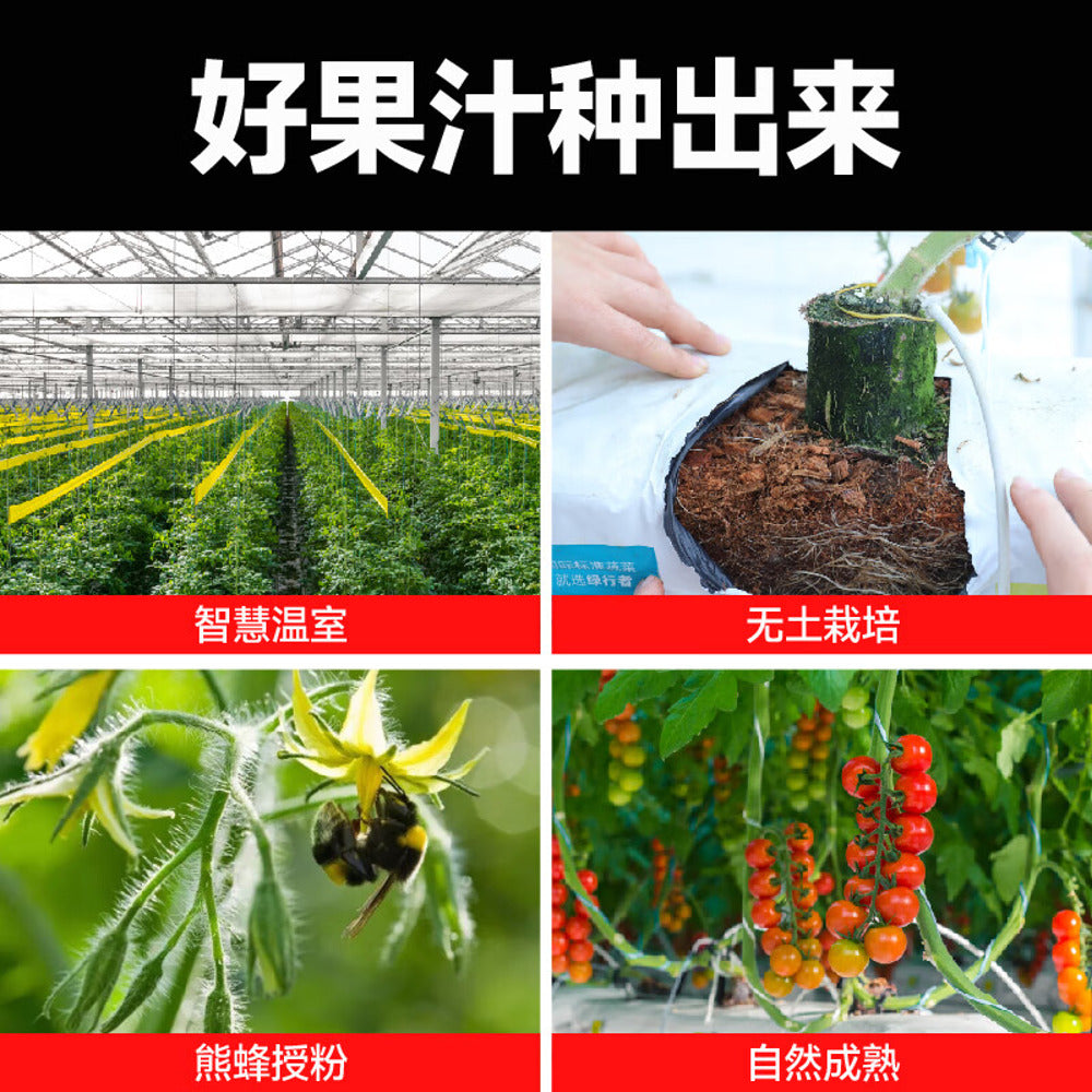 Yi-Ke-Da-100%-NFC-Tomato-Juice-270g-x-20-Bottles-–-No-Added-Sugar-5