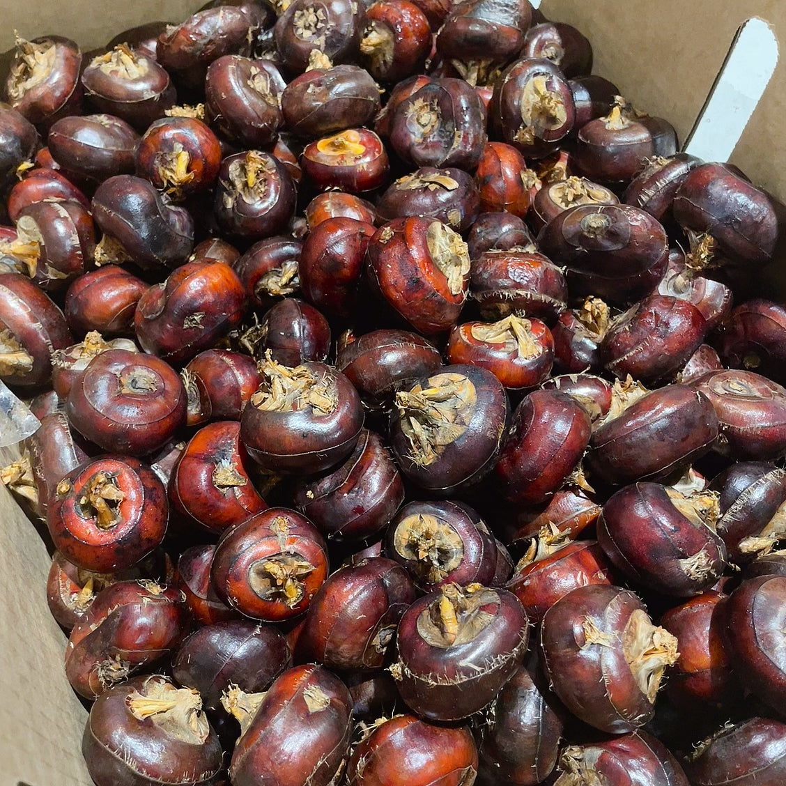 [Fresh]--Water-Chestnuts-Approximately-500g-1