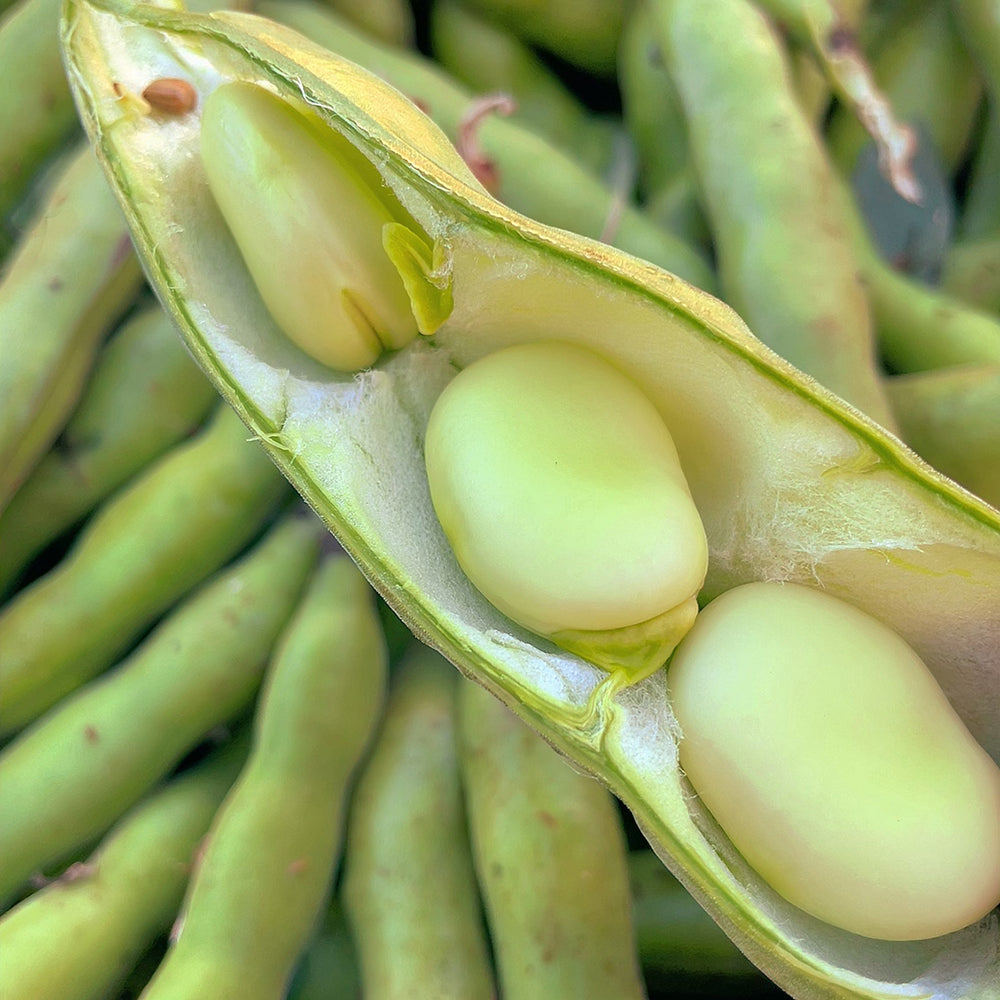 [Fresh]-Broad-Beans-Approximately-500g-1