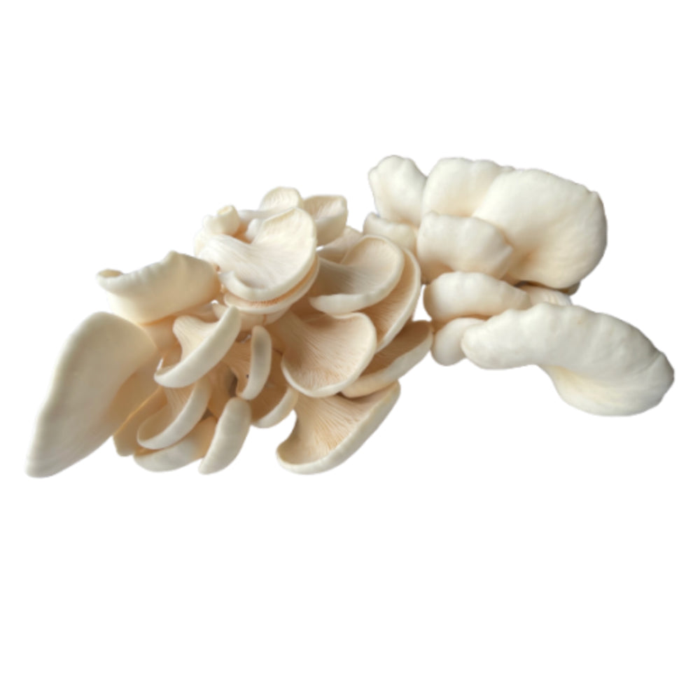 Fresh White Oyster Mushrooms - 1 Box