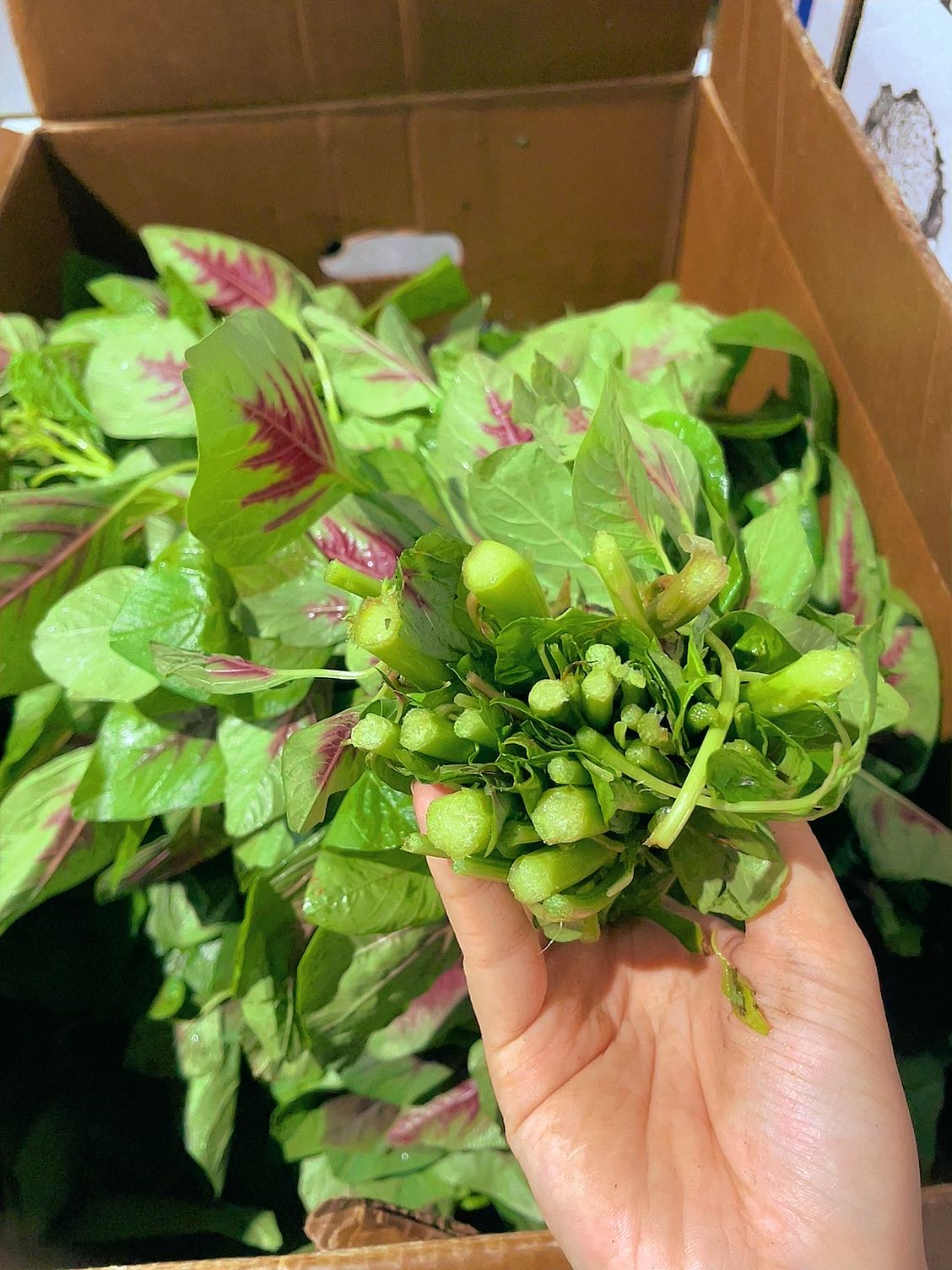 [Fresh]-Bundle-of-Red-Amaranth-Greens-1