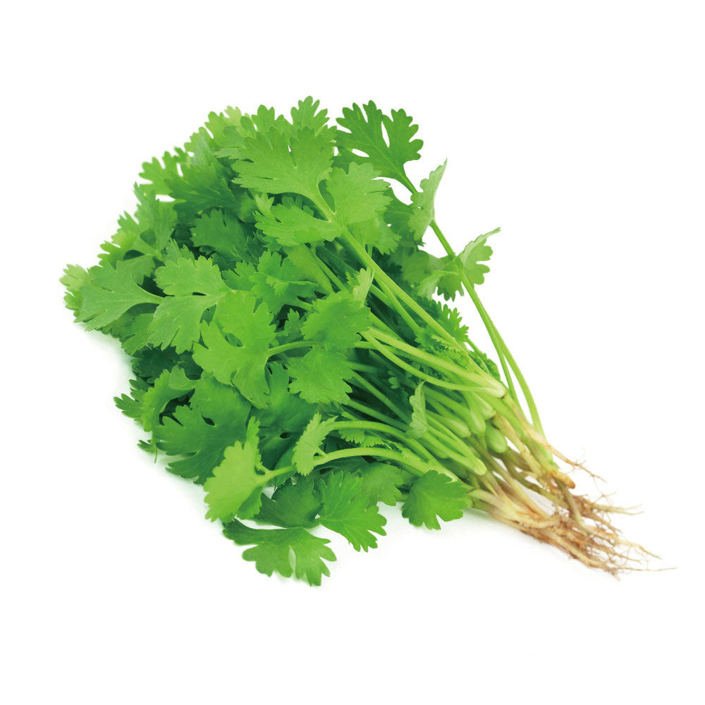 Bunch of Coriander