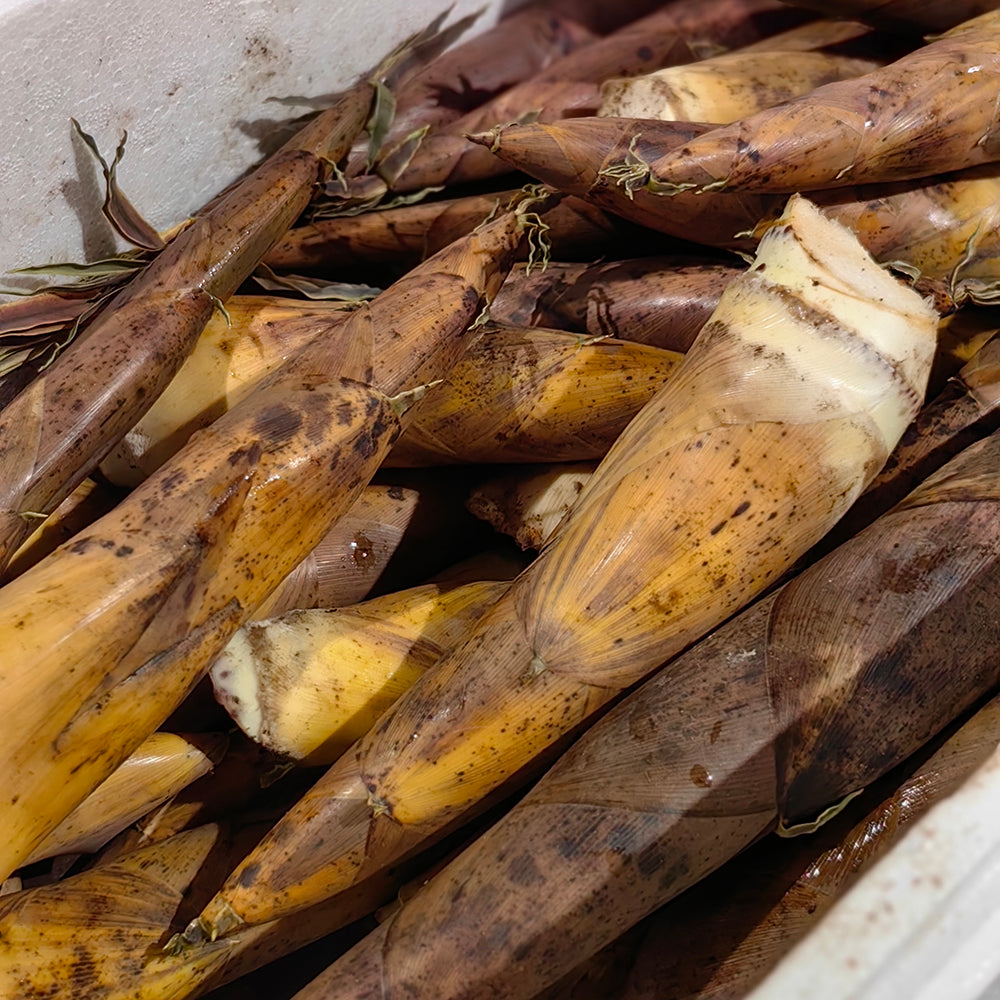 Fresh-Bamboo-Shoots---500g-1