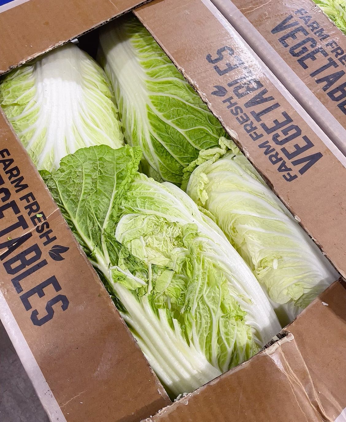 Fresh Local Napa Cabbage - 1 Piece