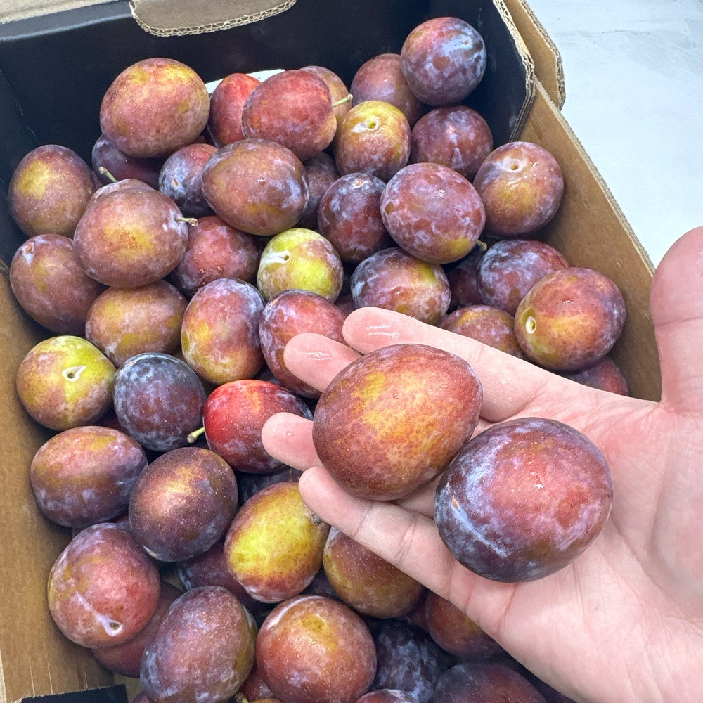 Umall-Fresh-Plums---500g-1