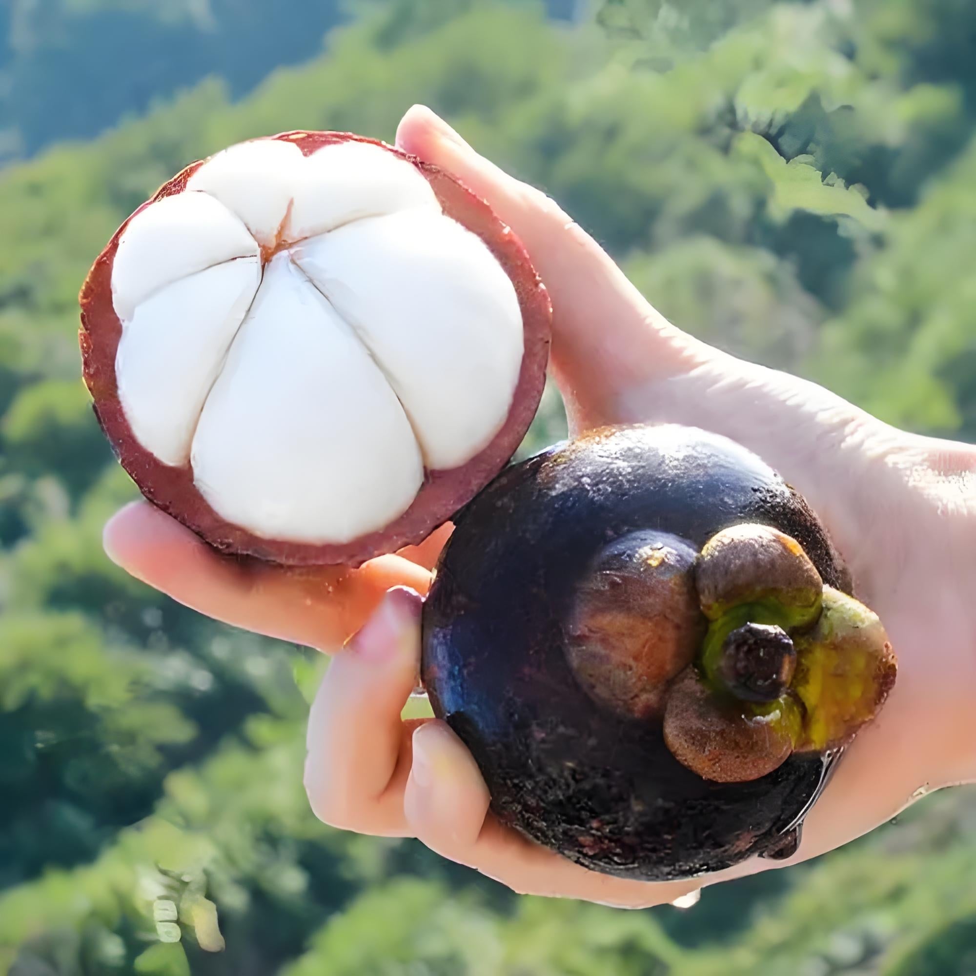 Fresh Thai Air-Freighted Mangosteen - 1kg