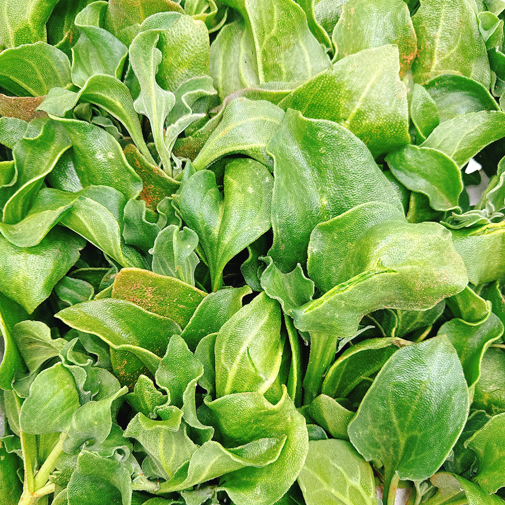 Ice-Plant---500g-1