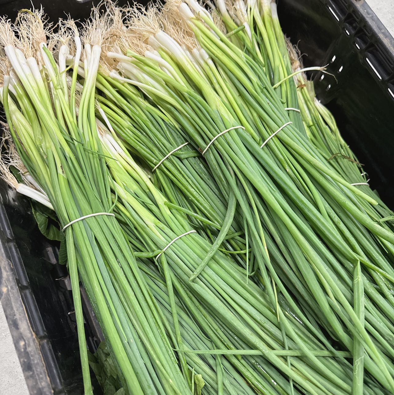 Fresh-Small-Green-Onions---1-Bundle -1